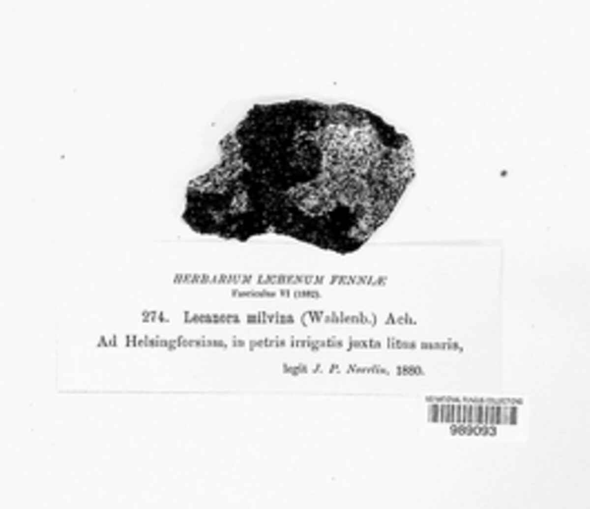 Rinodina milvina image